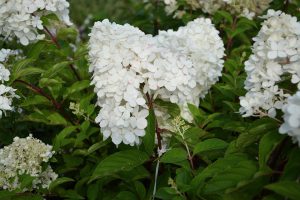 pluimhortensia snoeien