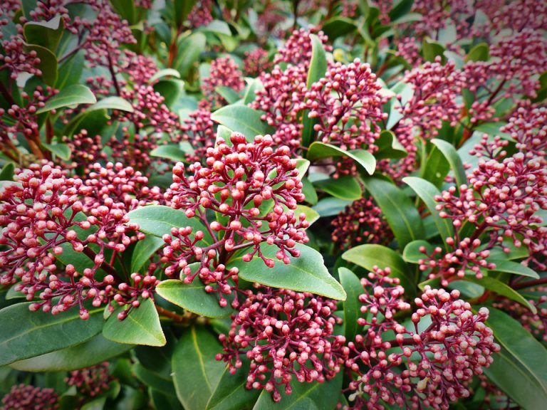 Hoe moet je Skimmia snoeien? (2025)